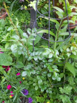 �U�E�t�F�A���[