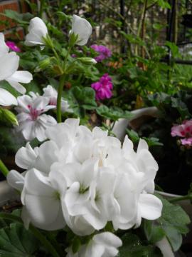 �A�C�r�[�[���j�E��