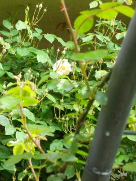 �X�e���O���C�����I