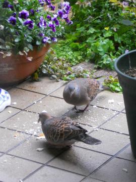 �J�̓��̃p��