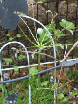 �x���E�H�u�E�H�b�L���O