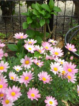 �}�[�K���b�g�ƃA�W�T�C