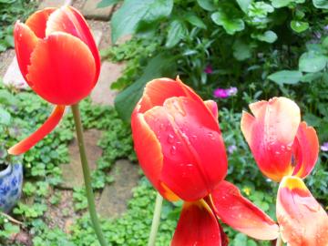 �I��肩���̃`���[���b�v