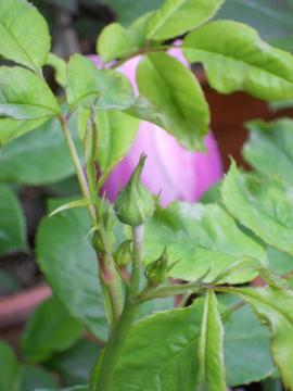 �N���A�I�[�X�`�����Q