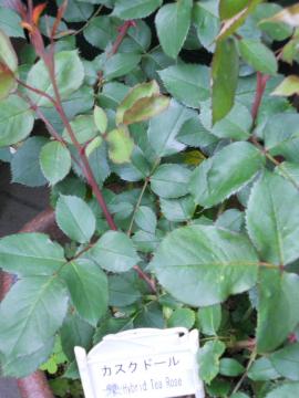 �J�X�N�h�[��