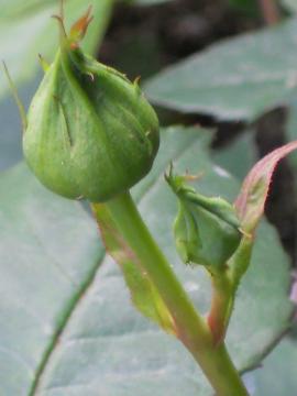 �I�t�F���A�̂ڂ�