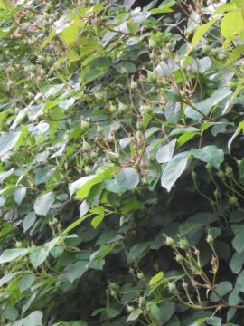 �A���X�^�[�X�e���O���C�̂ڂ�