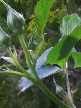 ��S�[���h�o�j�[