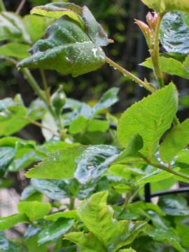 �o�����W���[�h�����̂��ǂ񂱑΍�