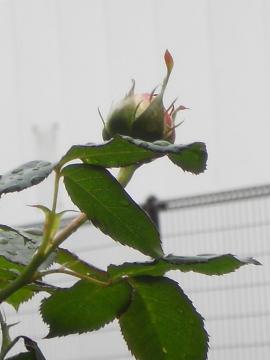 �s�G�[���h�D�����T�[�����Q