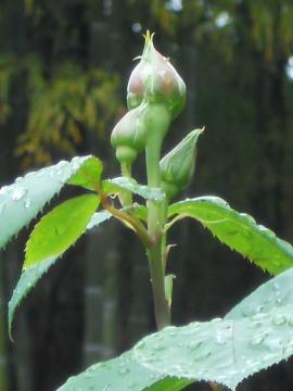 ��o���E�A�Y�r�X