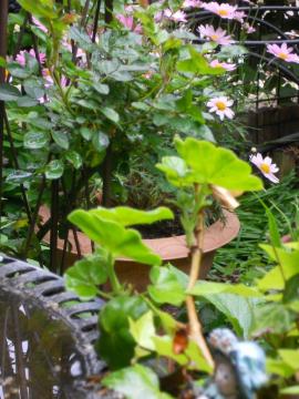 �X�C�[�g�E�h���[���ƃA�C�r�[�[���j�E��