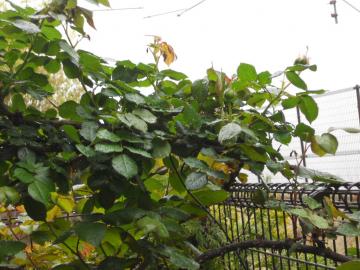 �����T�[���̃A�[�`