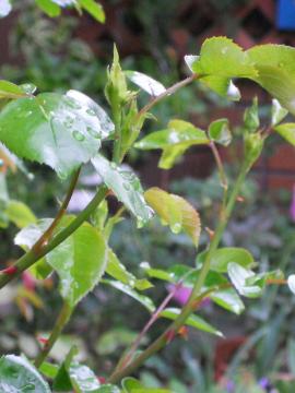 �j���[�h�[��