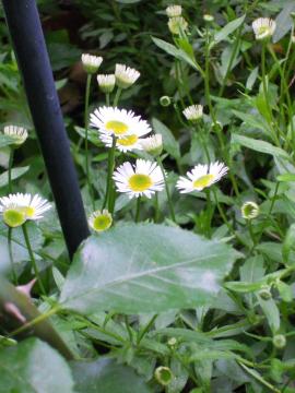 �C���O���b�V���f�[�W�[