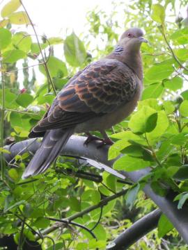 �N���}�`�X���悯��n�g