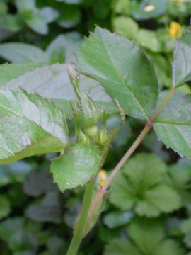 ���ߏ�����ɂ���������������K�N