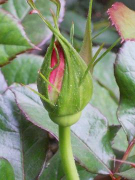 �I�[�h���[�w�b�v�o�[��