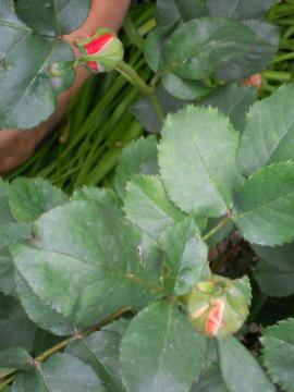 �t�����C�e