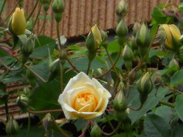 �X�e���O���C