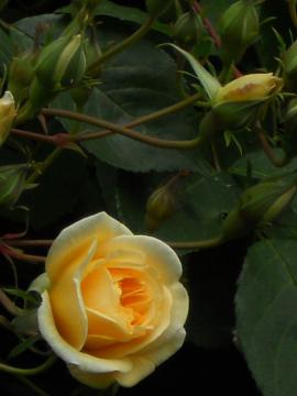 �ڂ݂��J�����΂���