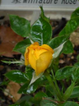 �~�j�o���F�~�l�b�g�T�j�[