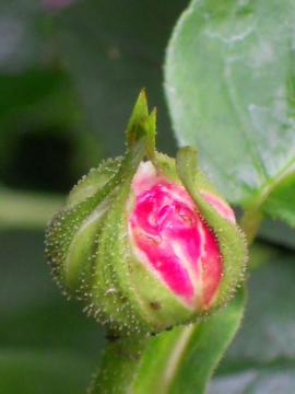 �o���G�K�[�^�E�f�B�E�{���[�j��