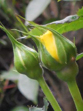 ��S�[���h�o�j�[