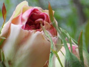 �s�G�[���h�D�����T�[��