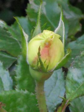 �`���C�R�t�X�L�[