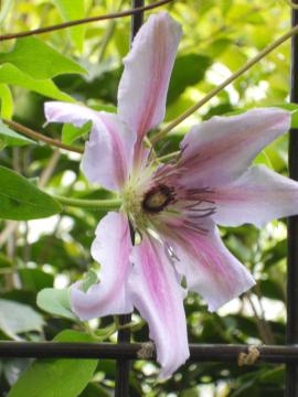 �N���}�`�X