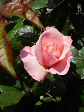 �����̃I�[�h���[