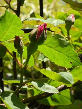 �[�t�B���[�k�E�h���[�A��