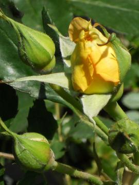 �u���X�o���h