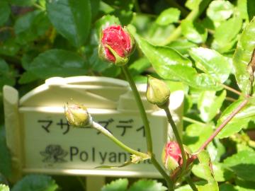 �}�U�[�Y�f�C