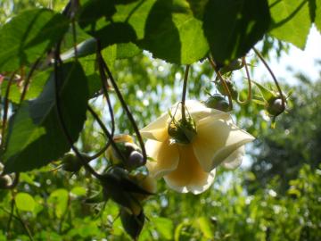 �X�e���O���C�@���p