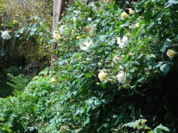 �X�e���O���C