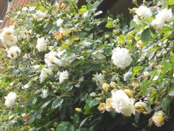 �����̃X�e���O���C