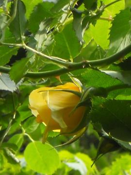 ��S�[���h�o�j�[