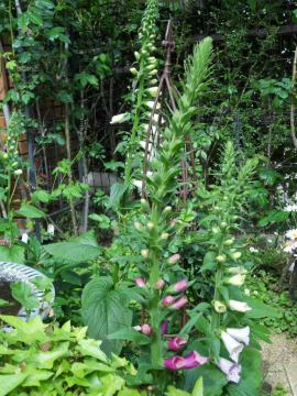 �s���N�Ɣ��̃W�L�^���X