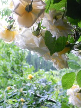 ������̉J�B�B�B