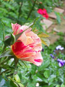 �G�h�K�[�E�h�K