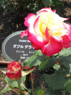 �_�u���E�f�B���C�g