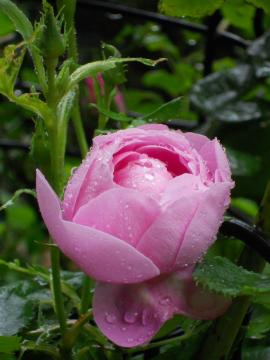 ���E���[�k�E�r�N�g���A