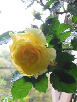 ��S�[���h�E�o�j�[