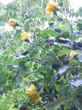 ��S�[���h�o�j�[