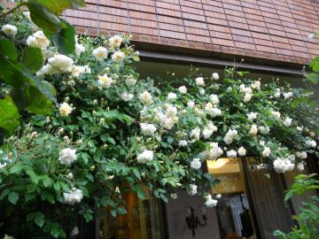 �����̃A���X�^�[�E�X�e���O���C