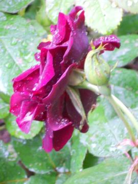 �����̃��C14��