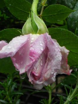 �u���[���[��