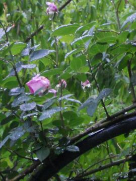 ��A�[�`�̏�ŁA��o���E�A�Y�r�X